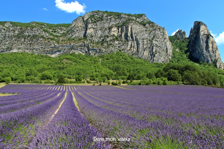 Les lavandes en vallée de la Drôme